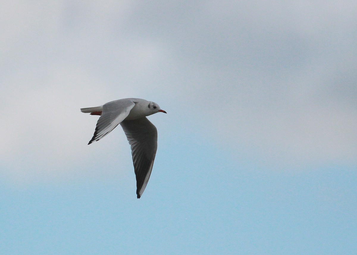 Mouette rieuse - ML136449991
