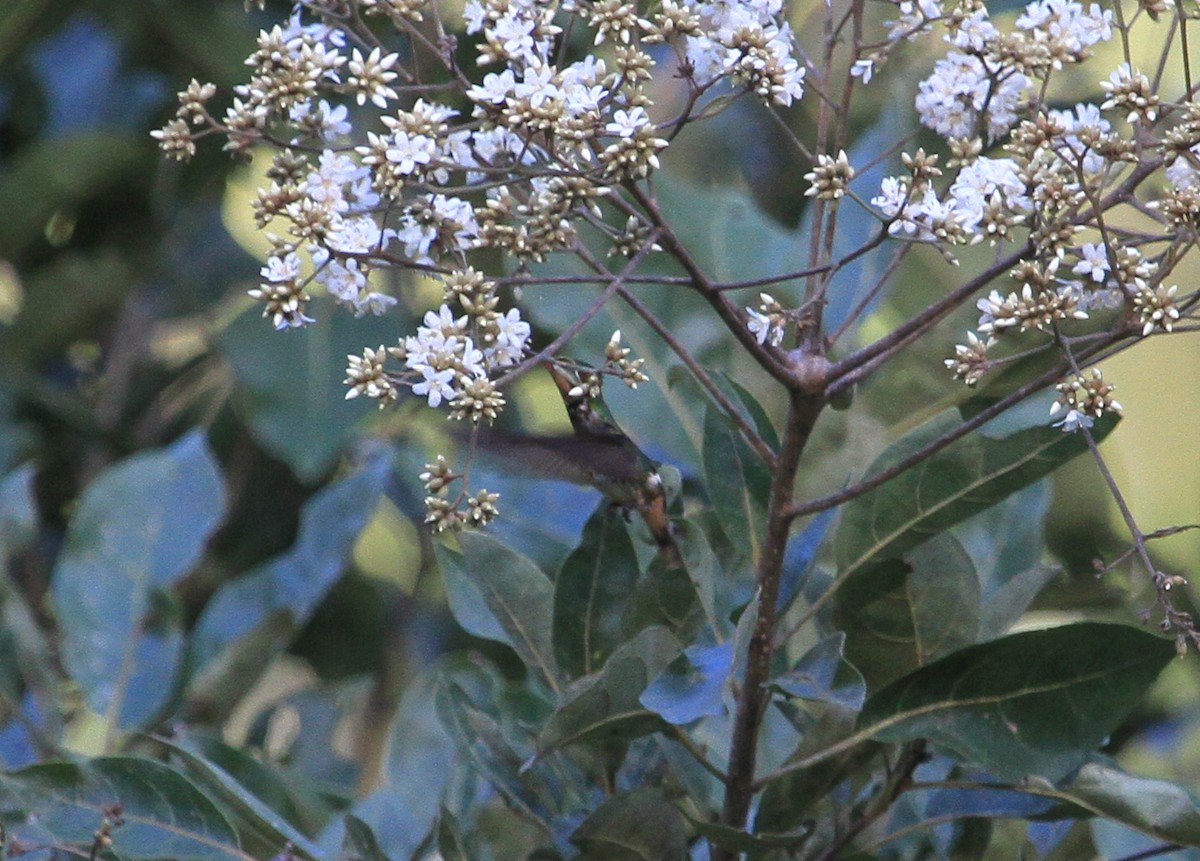 Black-crested Coquette - ML136450311