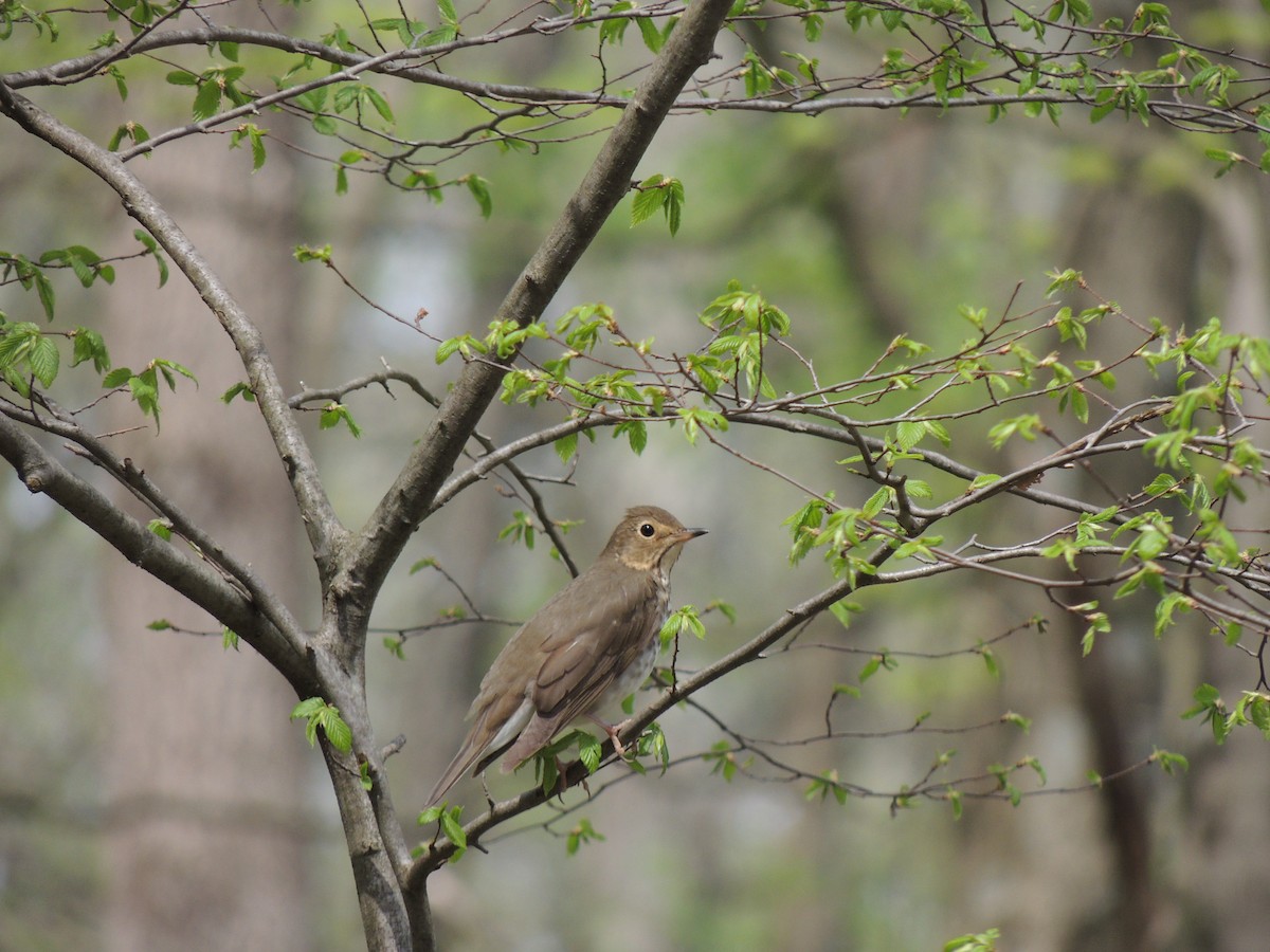 Swainson's Thrush - ML136451051