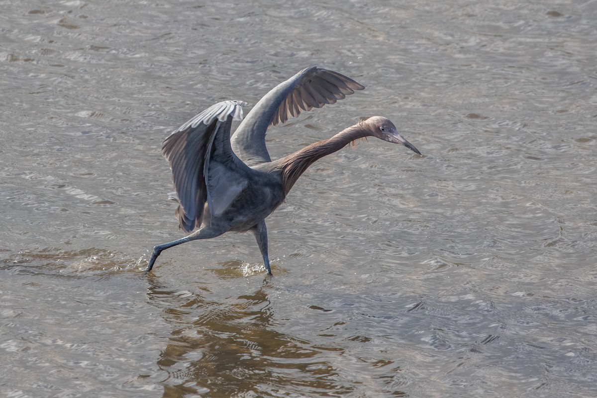 Reddish Egret - Ken Janes