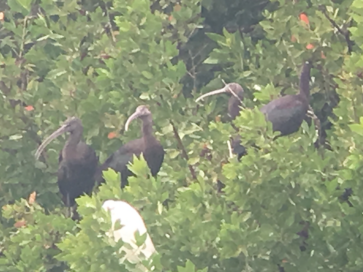 Glossy Ibis - ML136453081