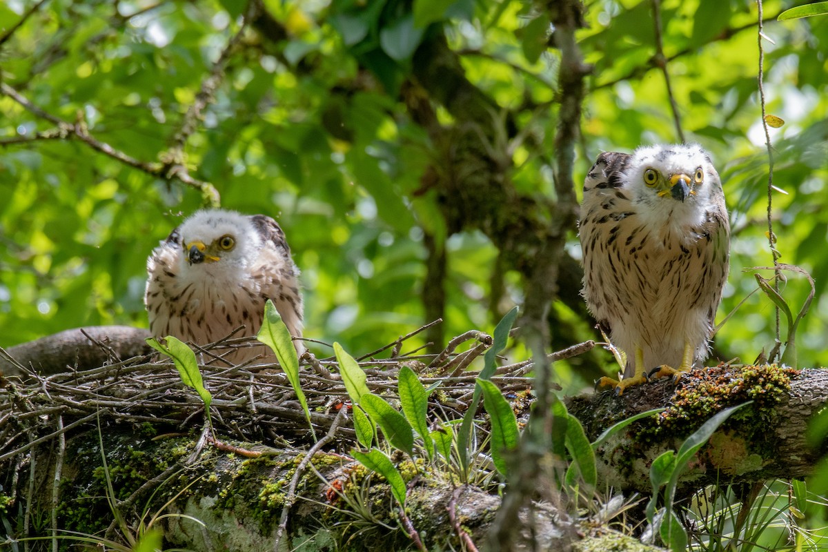 Rufous-thighed Kite - ML136453341