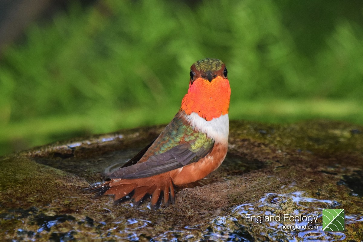 Allen's Hummingbird - Marcus England