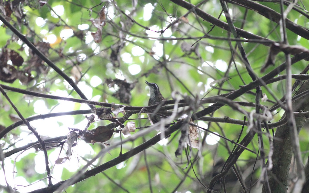 Large Wren-Babbler - Christoph Moning