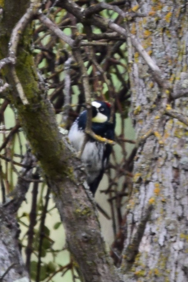 Acorn Woodpecker - ML136457631