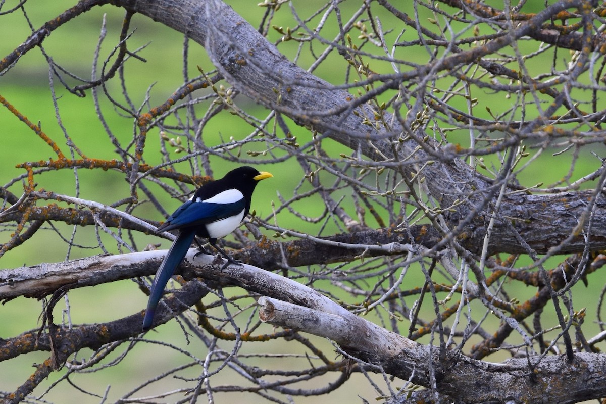 Yellow-billed Magpie - Malory Owen