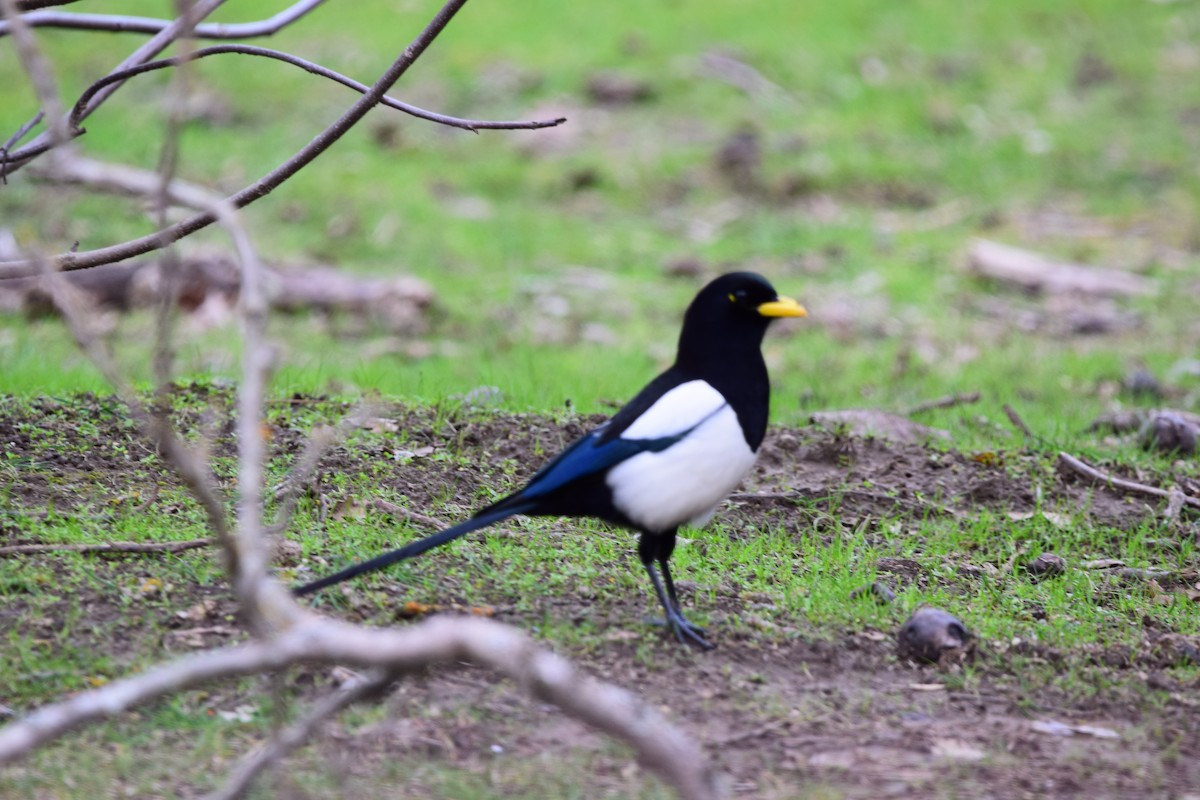 Yellow-billed Magpie - ML136457781