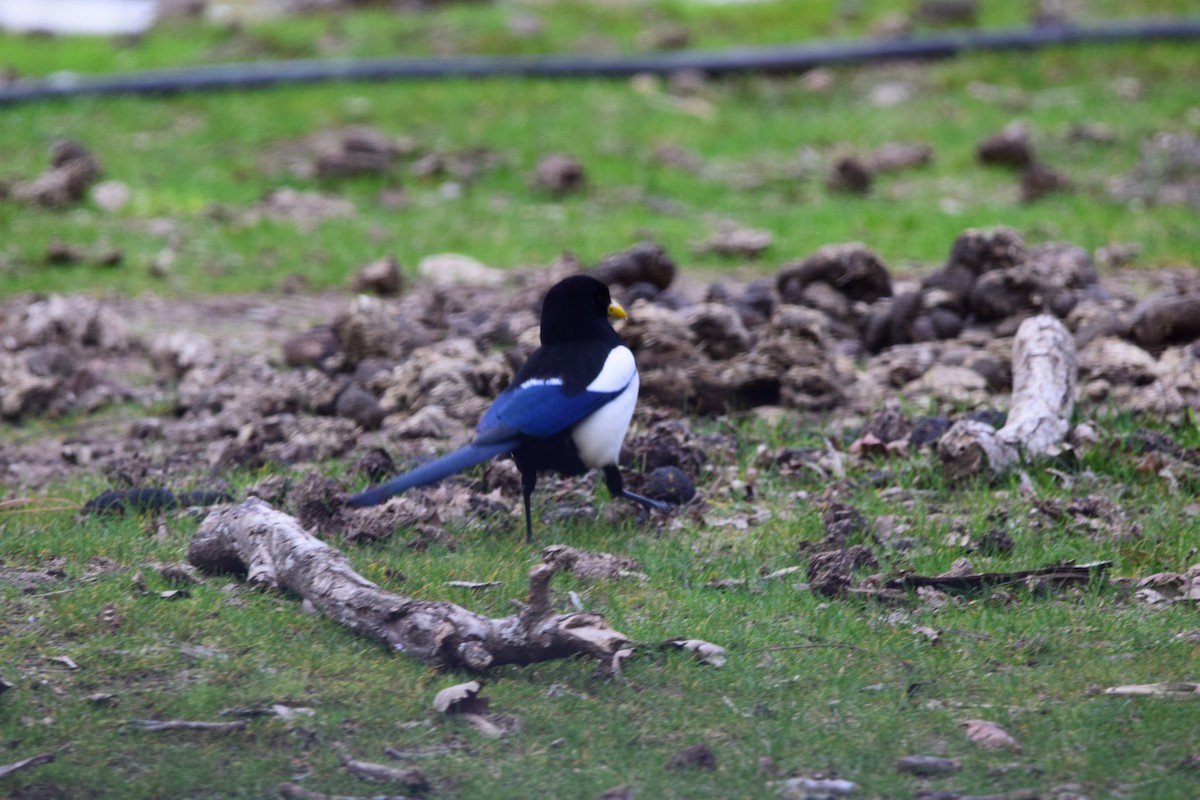 Yellow-billed Magpie - ML136457801