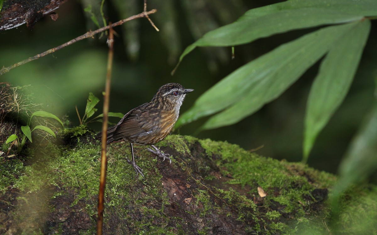 Mountain Wren-Babbler - Christoph Moning