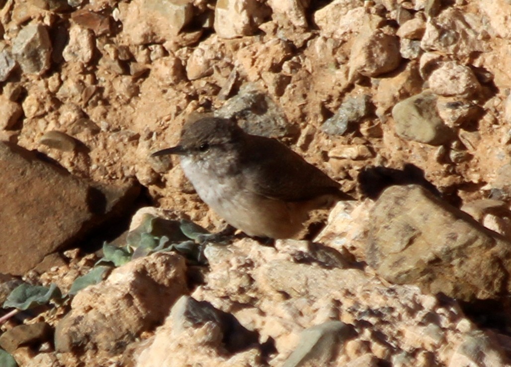 Rock Wren - Ken Cooper