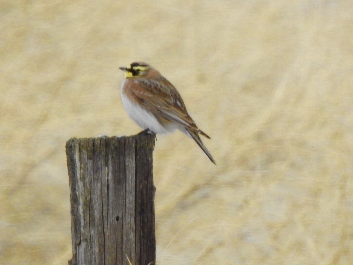 Horned Lark - ML136460981