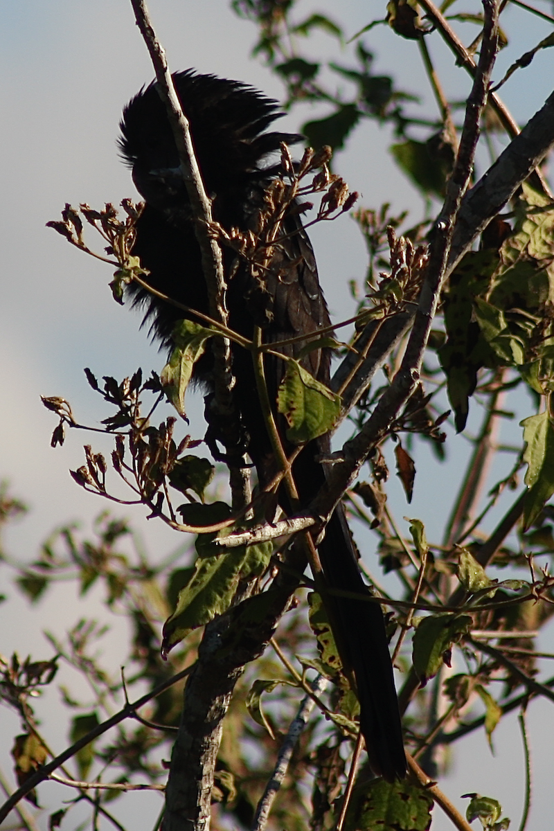 Smooth-billed Ani - ML136462141