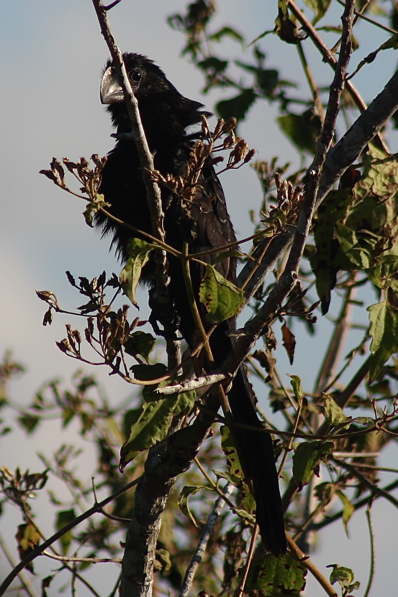 Smooth-billed Ani - ML136462151