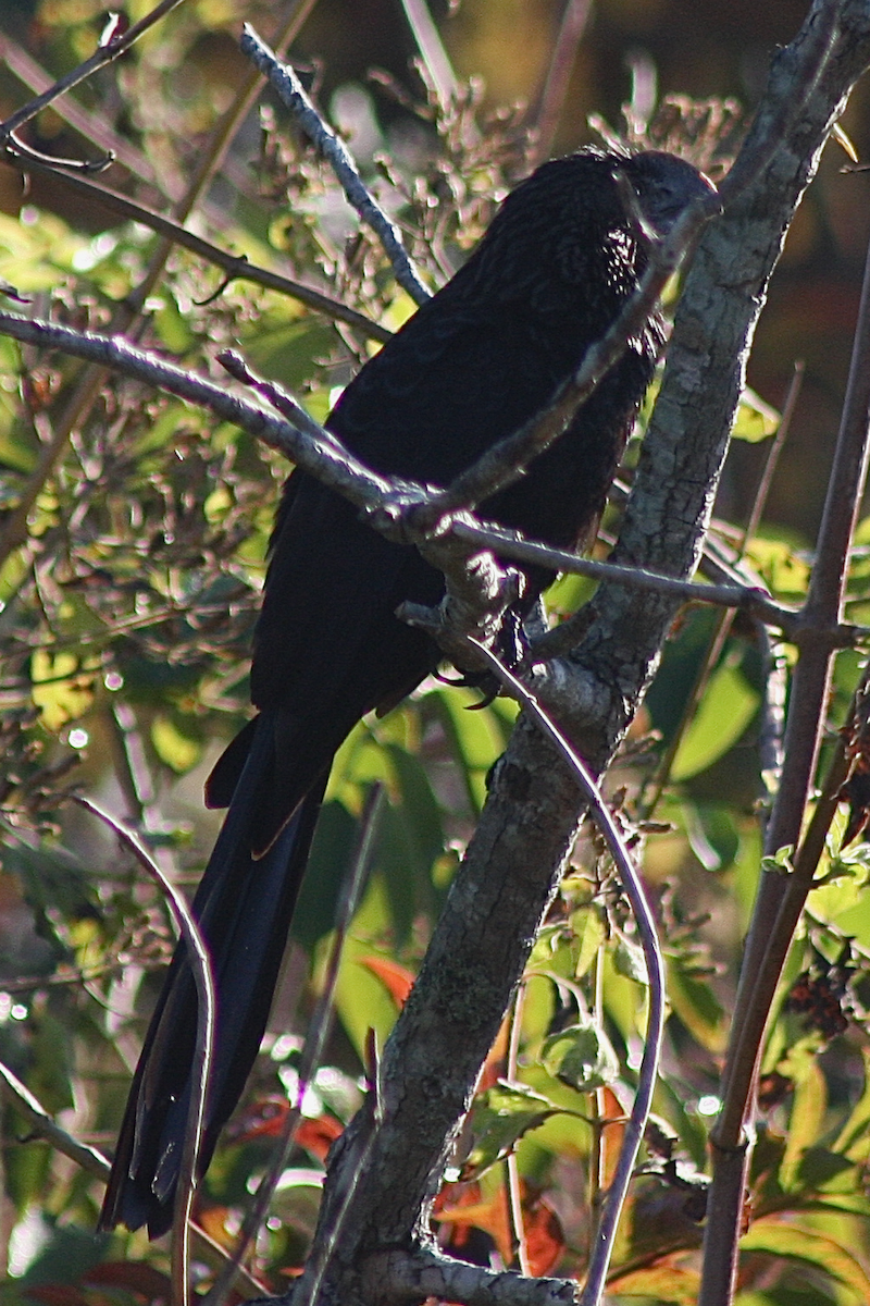 Smooth-billed Ani - ML136462171