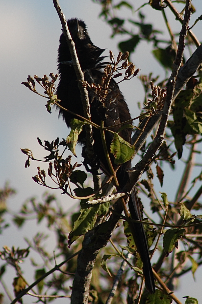 Smooth-billed Ani - ML136462181