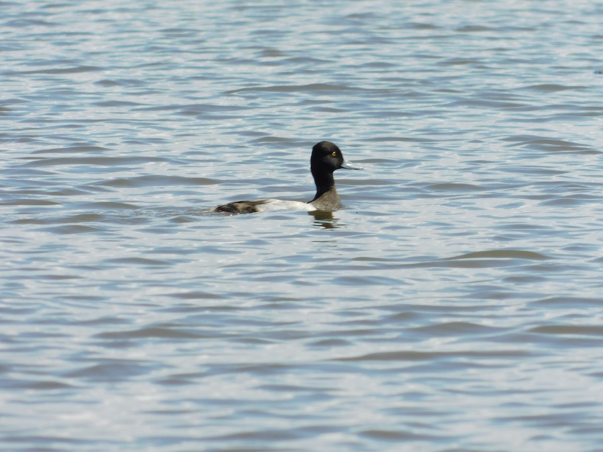 Lesser Scaup - ML136462491