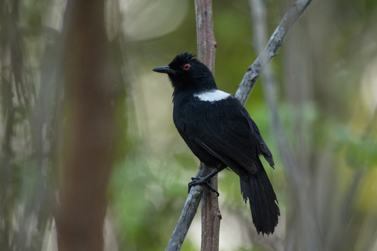 East Amazonian Fire-eye - Eduardo Vieira 17