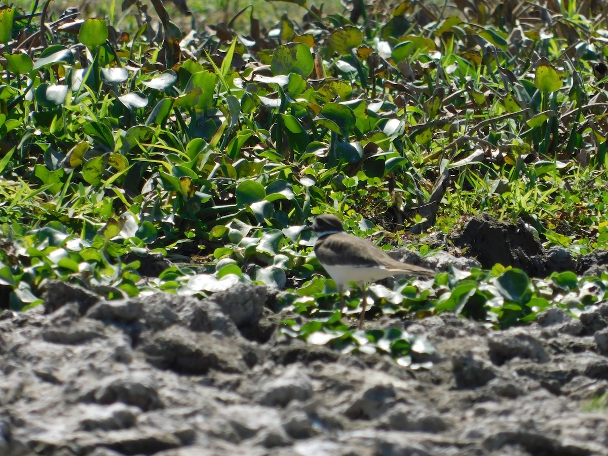 small plover sp. - ML136465001