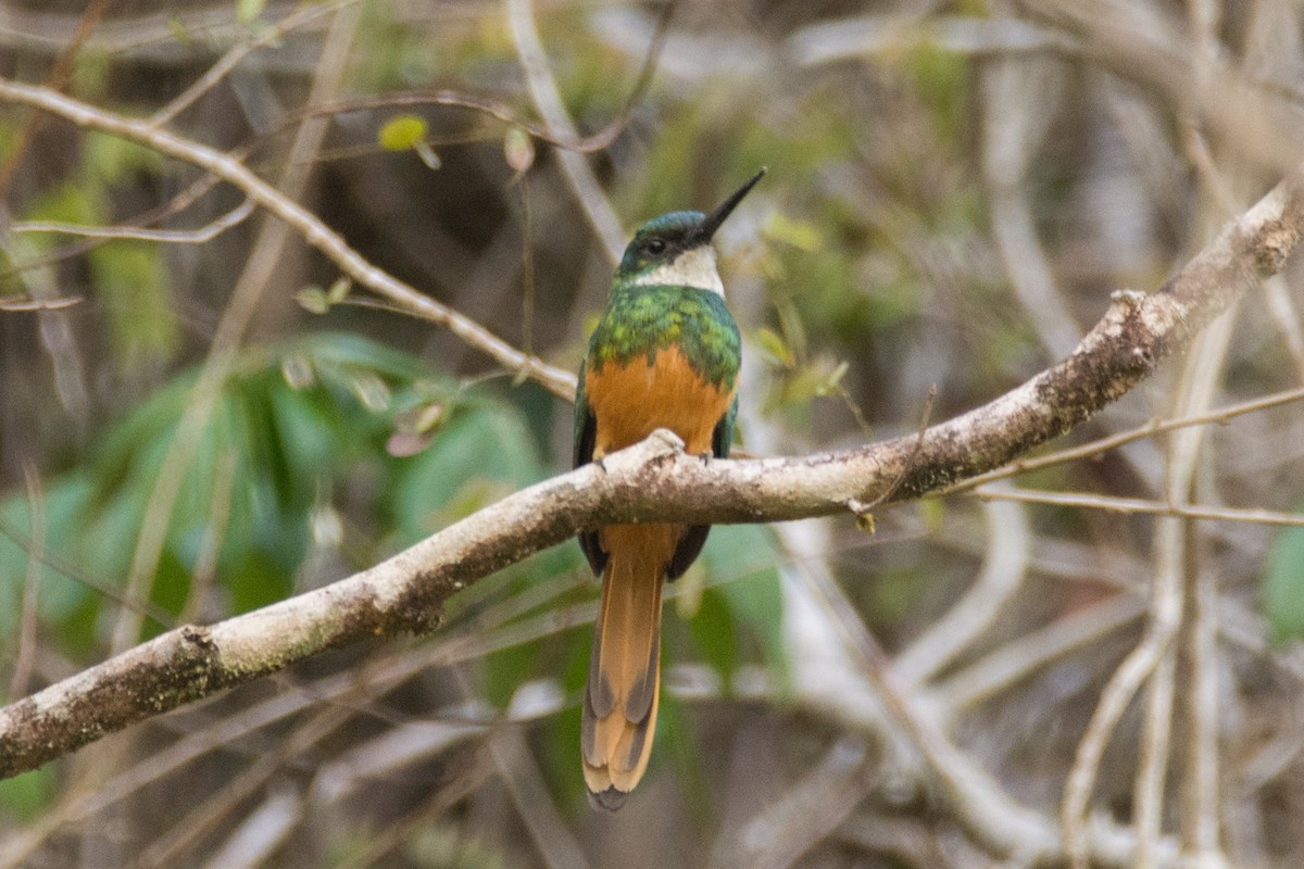 Rufous-tailed Jacamar - ML136465541