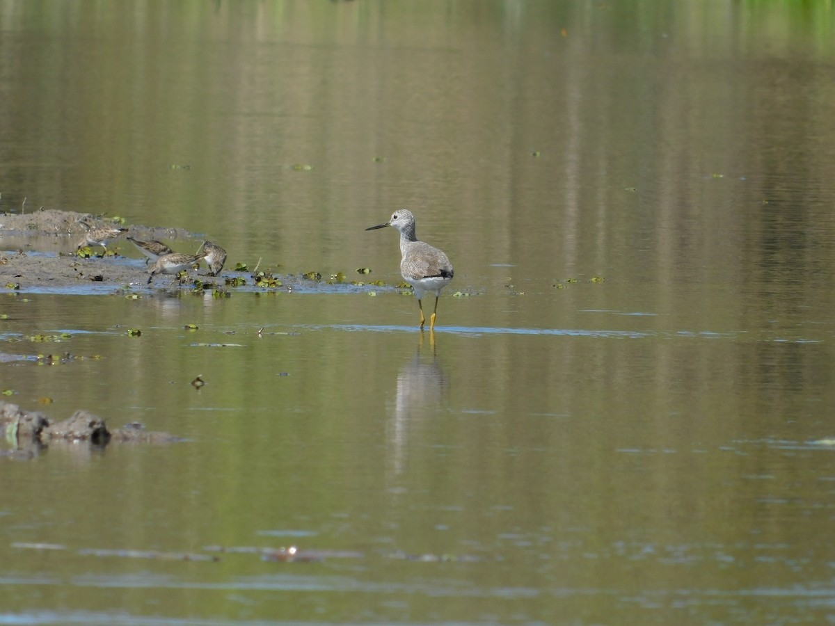 Tringa sp. - ML136465611