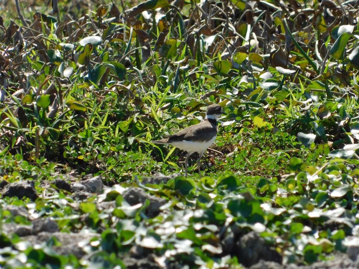 small plover sp. - ML136465621