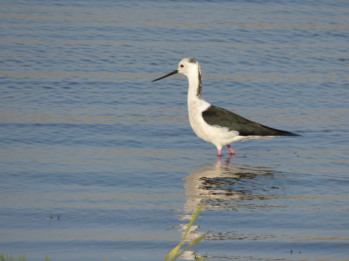 Black-winged Stilt - Rustom Jamadar