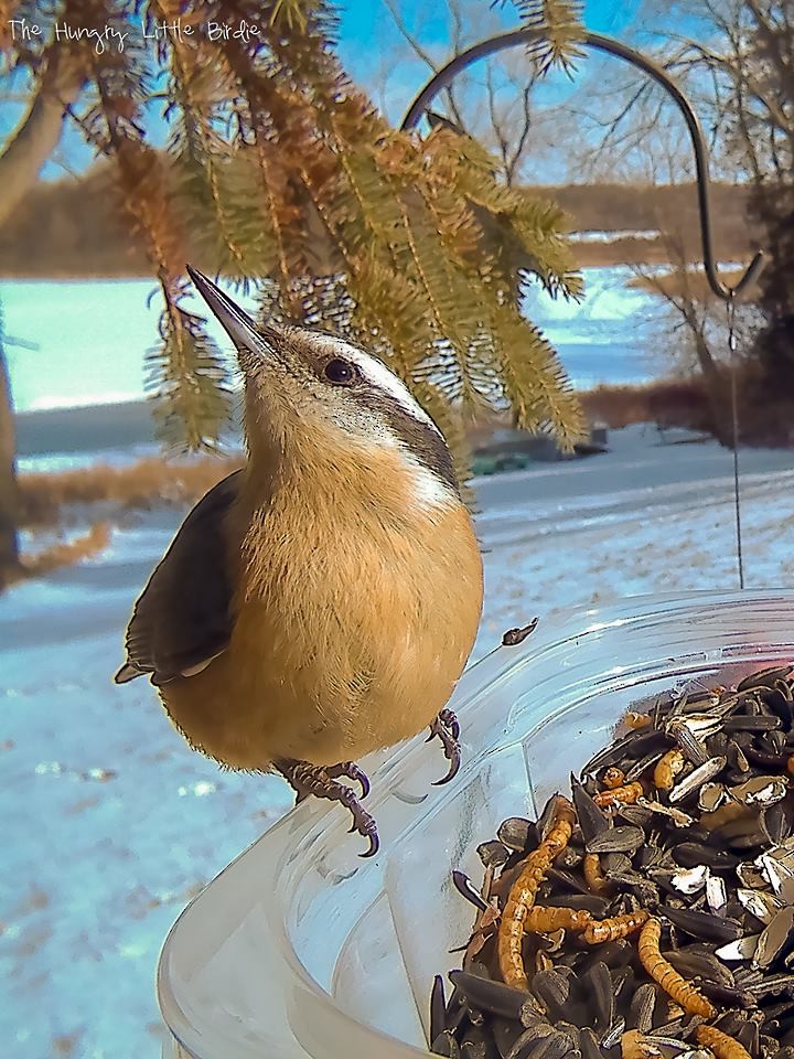 Red-breasted Nuthatch - Briana Fisher