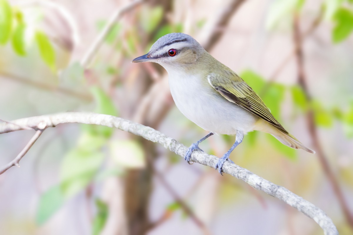 Red-eyed Vireo - Brad Imhoff