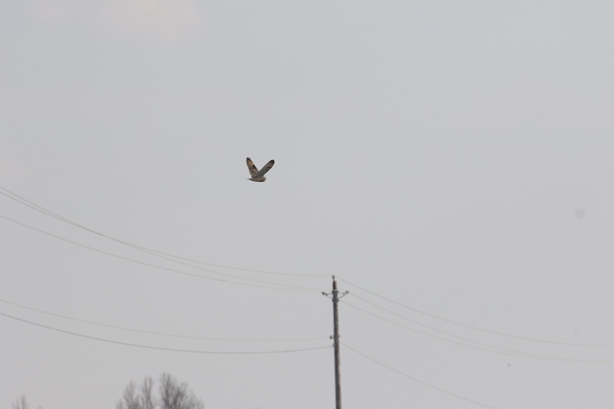 Short-eared Owl - ML136471111