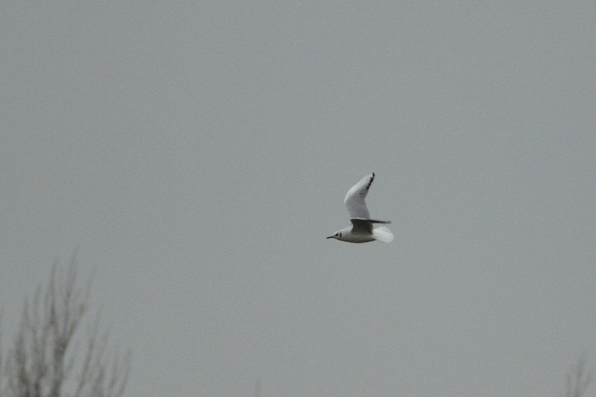 Black-headed Gull - ML136471441