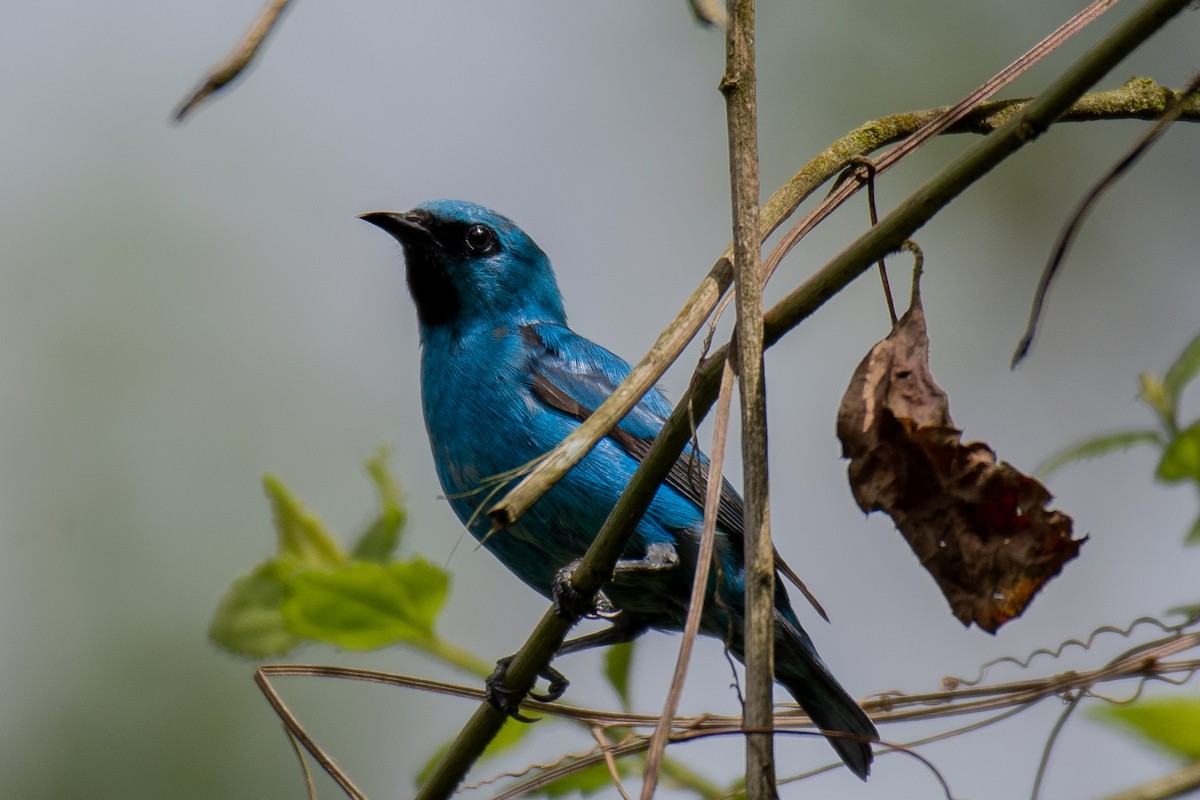 Black-legged Dacnis - Victor Castanho