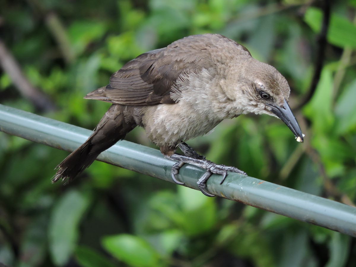 Great-tailed Grackle - ML136472751