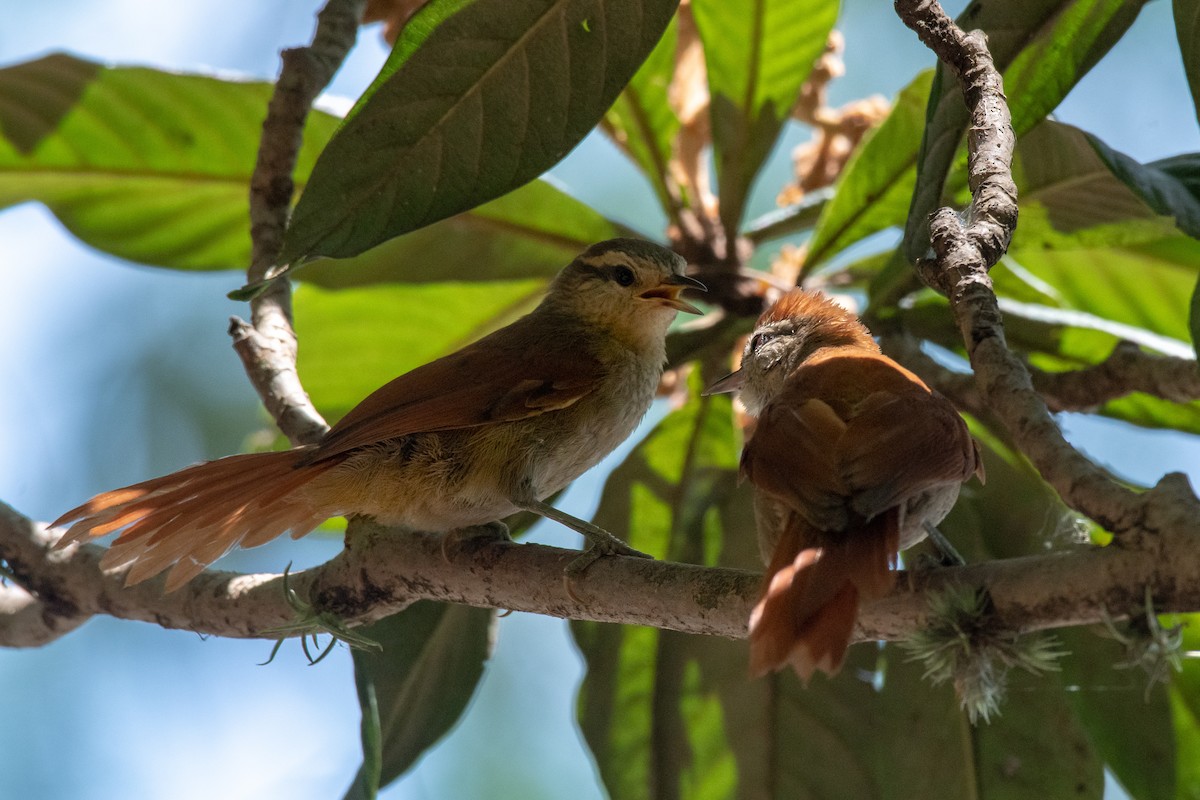 Rusty-backed Spinetail - Victor Castanho
