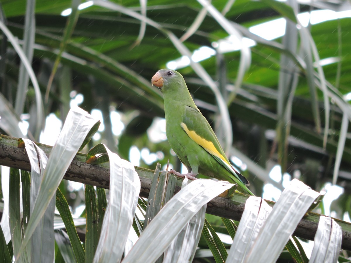 White-winged Parakeet - Deivy Gómez Rodríguez