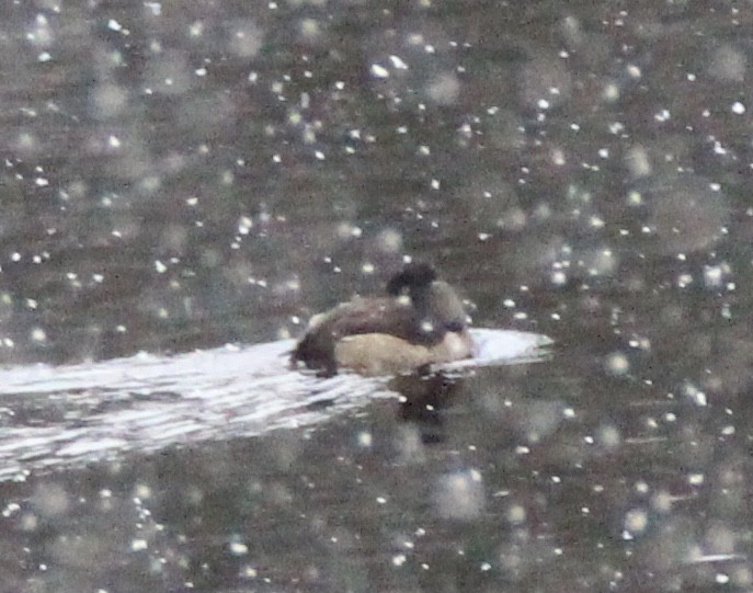 Ring-necked Duck - ML136474991