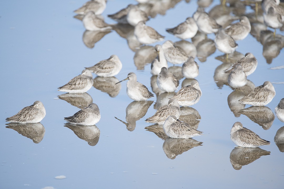 Long-billed Dowitcher - ML136475171