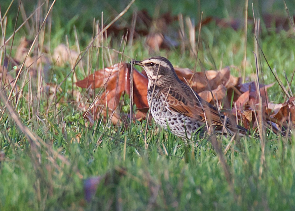 Dusky Thrush - Len  Jellicoe