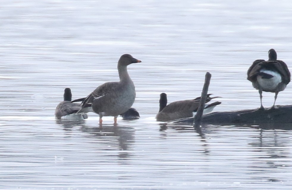 Tundra Bean-Goose - Michael Woodruff