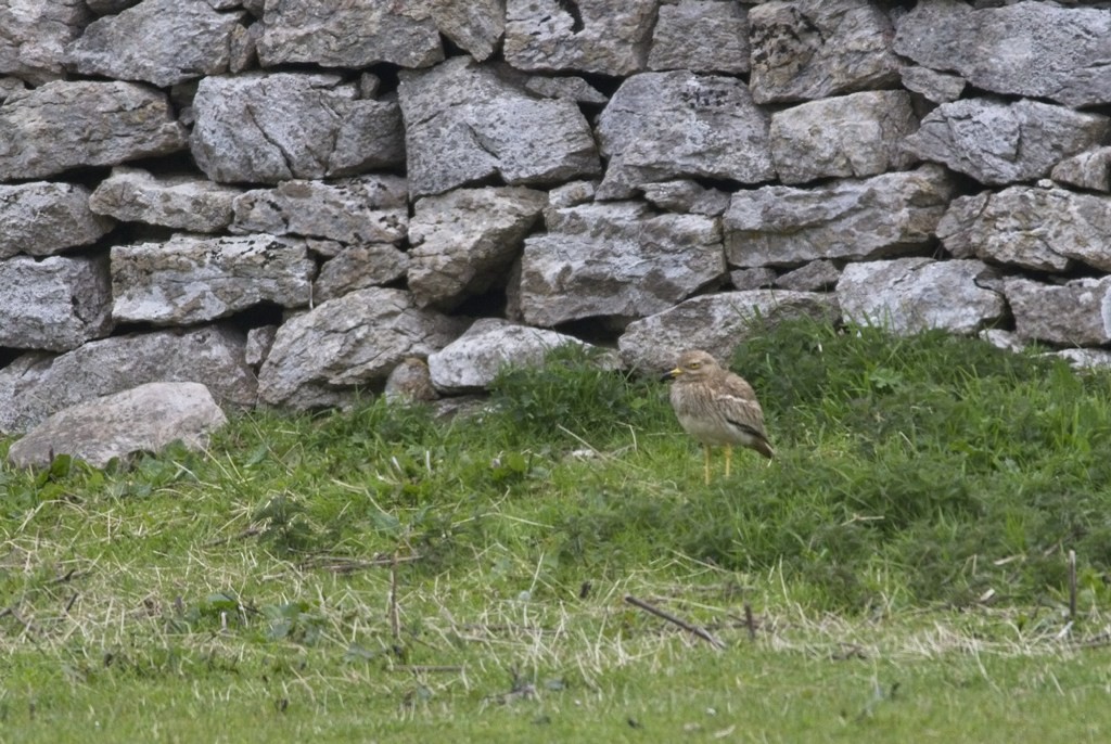 Eurasian Thick-knee - ML136477861