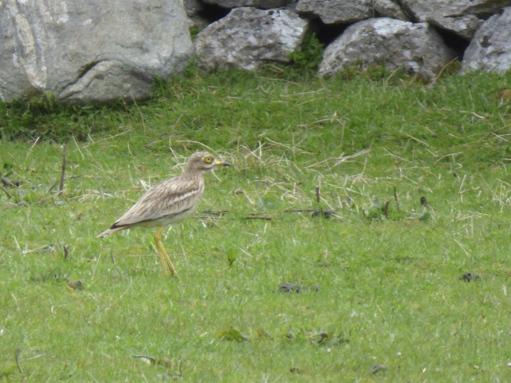 Eurasian Thick-knee - ML136477871