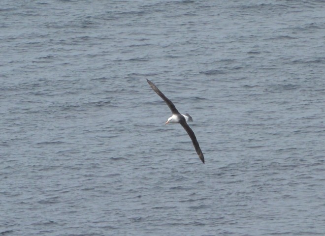 Black-browed Albatross - ML136478501