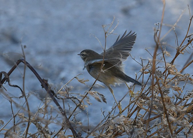 Dusky Warbler - ML136479311