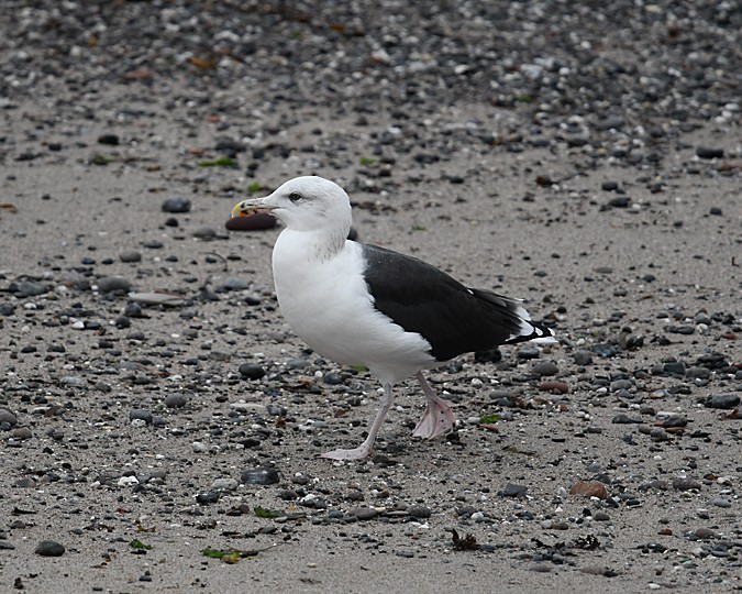 Great Black-backed Gull - Andreas Deissner