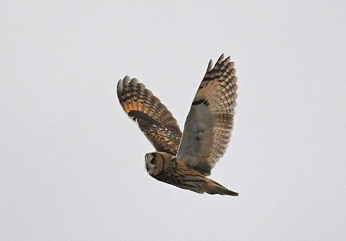 Long-eared Owl - ML136480171