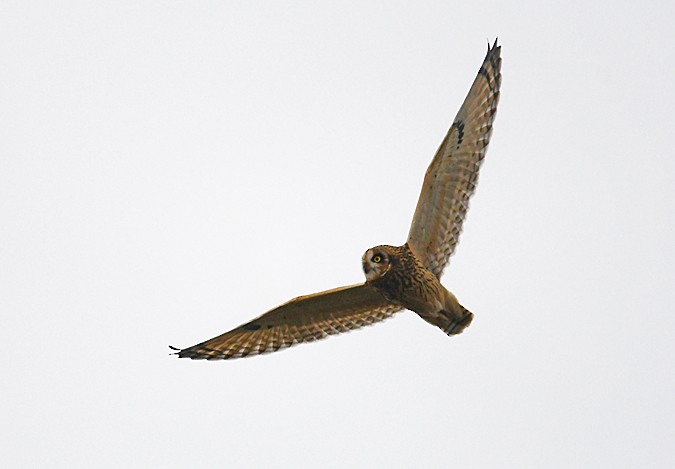 Short-eared Owl - Andreas Deissner