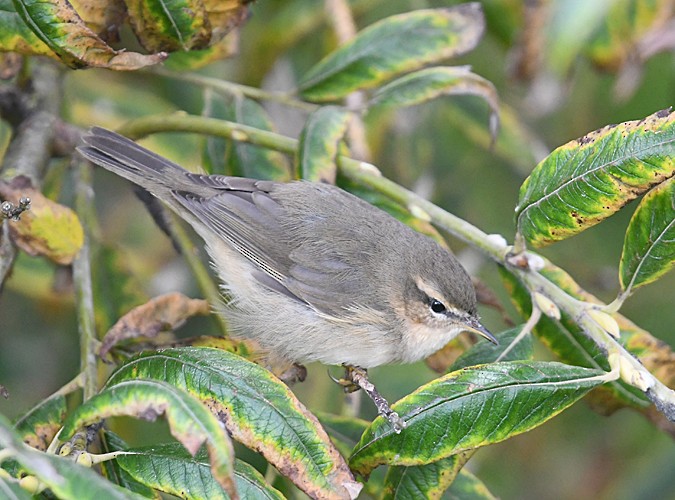 Dusky Warbler - ML136481801