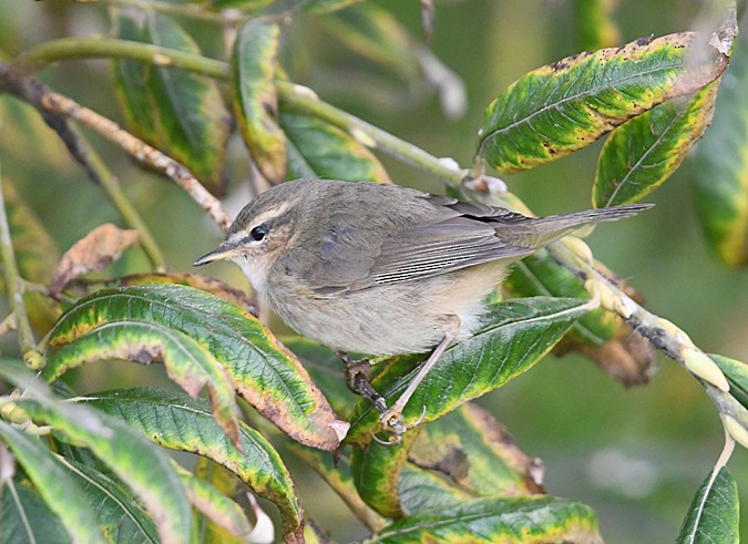 Dusky Warbler - ML136481831