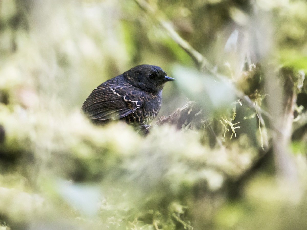 Junin Tapaculo - Nick Athanas