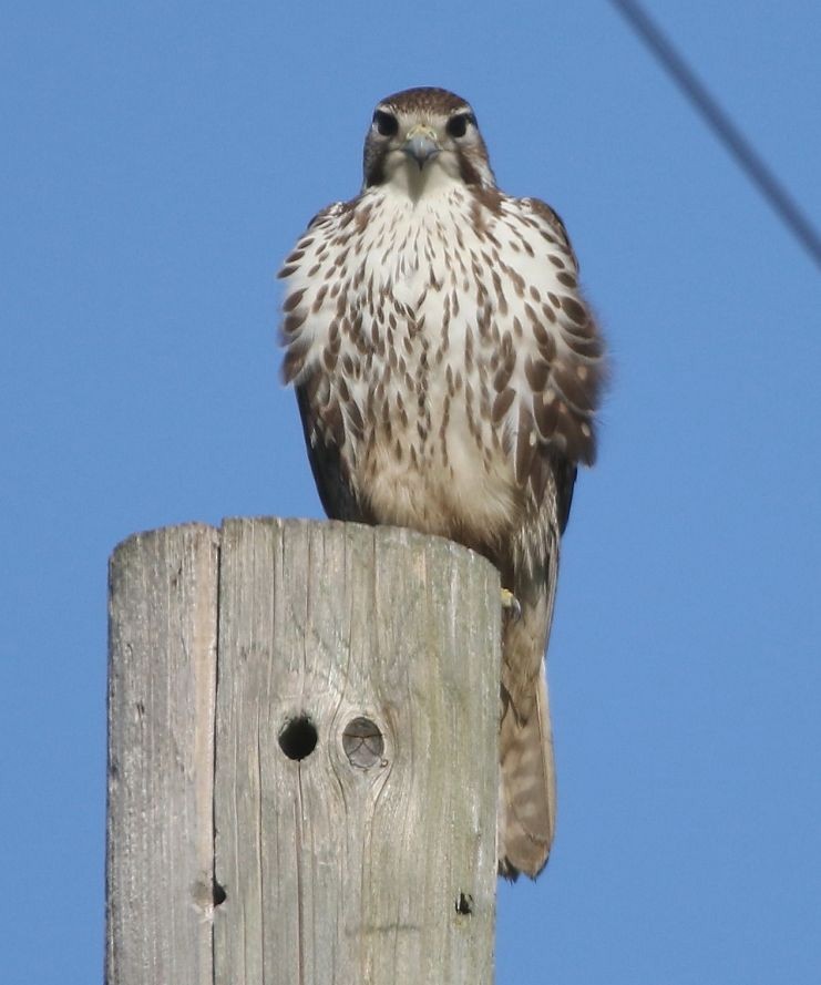 Prairie Falcon - ML136483021