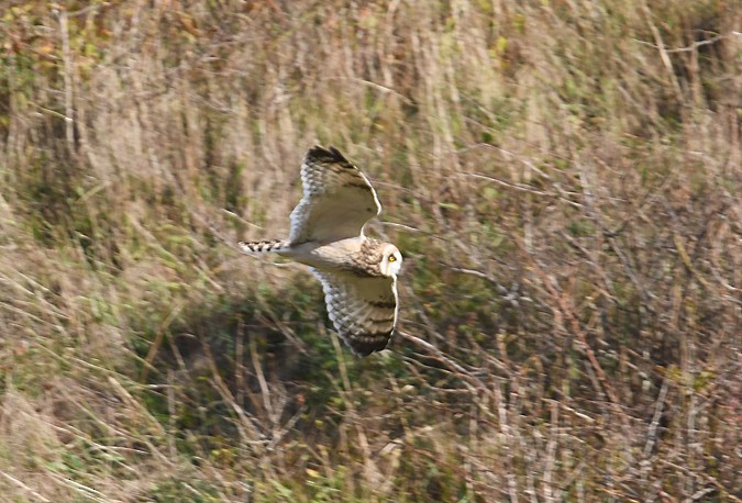 Short-eared Owl - ML136483051